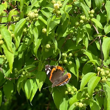 Bryggehage - * Snåsa