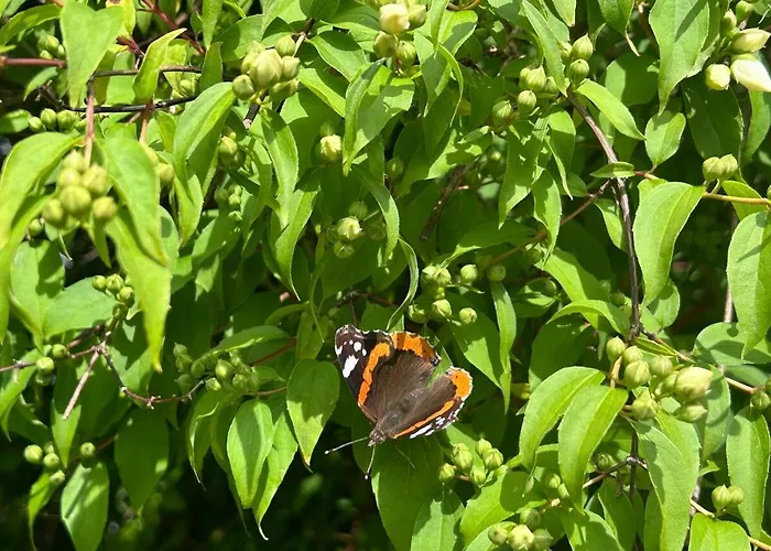 Bryggehage - * Snåsa